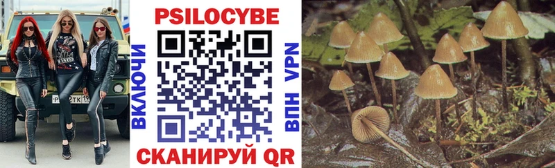 Псилоцибиновые грибы Psilocybe  Купить закладки  Гаджиево 